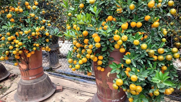 Khách đặt mua quất Tết ở Hà Nội tăng mạnh , thị trường sôi động trước Tết Nguyên đán - Ảnh 3.