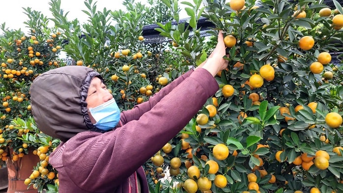 Khách đặt mua quất Tết ở Hà Nội tăng mạnh , thị trường sôi động trước Tết Nguyên đán - Ảnh 1.