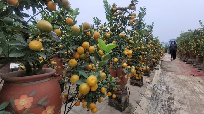 Khách đặt mua quất Tết ở Hà Nội tăng mạnh , thị trường sôi động trước Tết Nguyên đán - Ảnh 5.