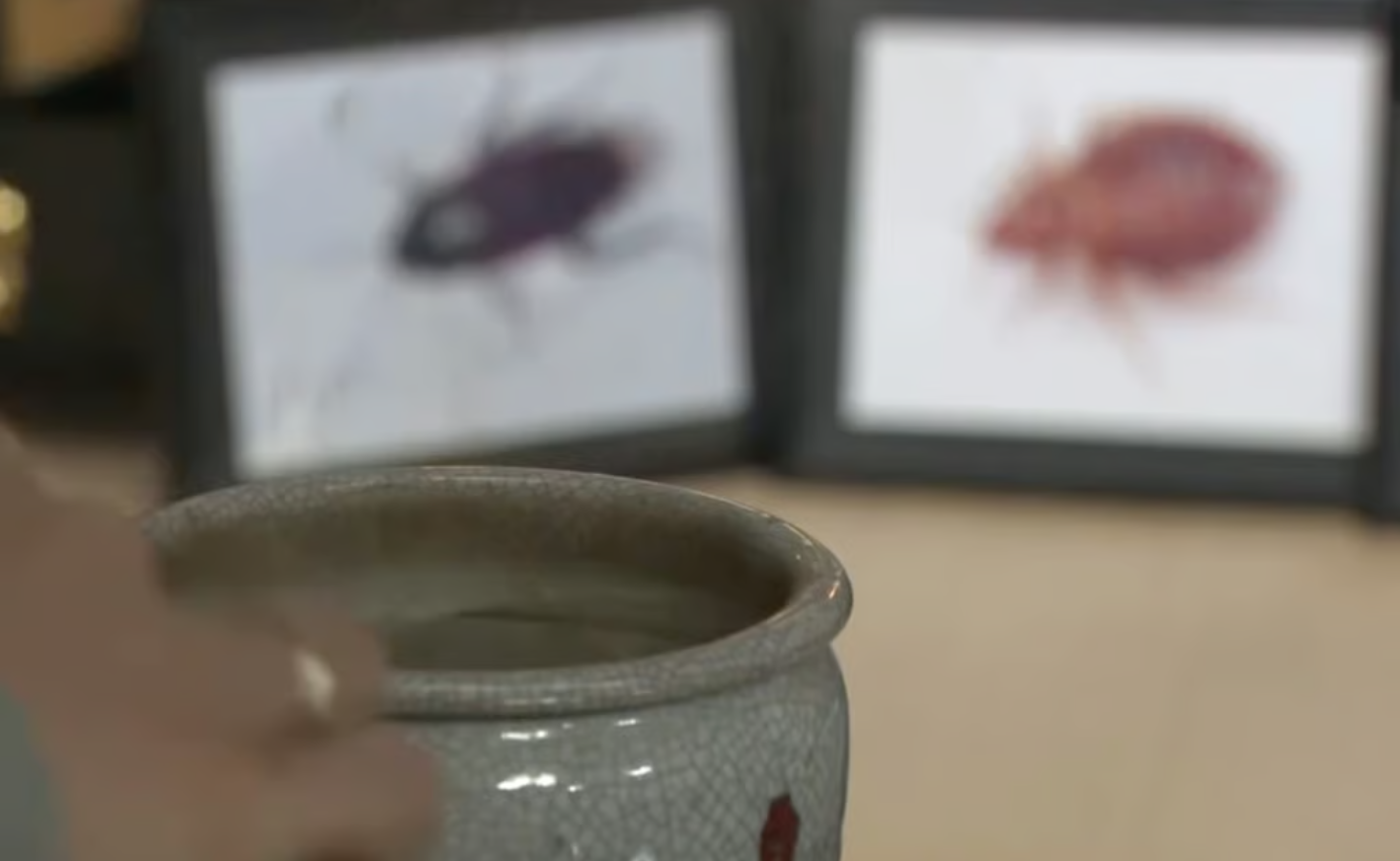 Trong buổi lễ, những bức ảnh côn trùng được đặt trên bàn thờ Phật. (Nguồn: ABCTVnews)