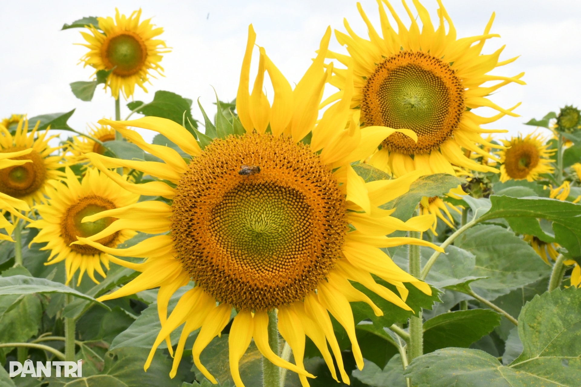 Hàng trăm bạn trẻ đọ sắc cùng vườn hoa hướng dương đầu tiên ở Quảng Ngãi - 4