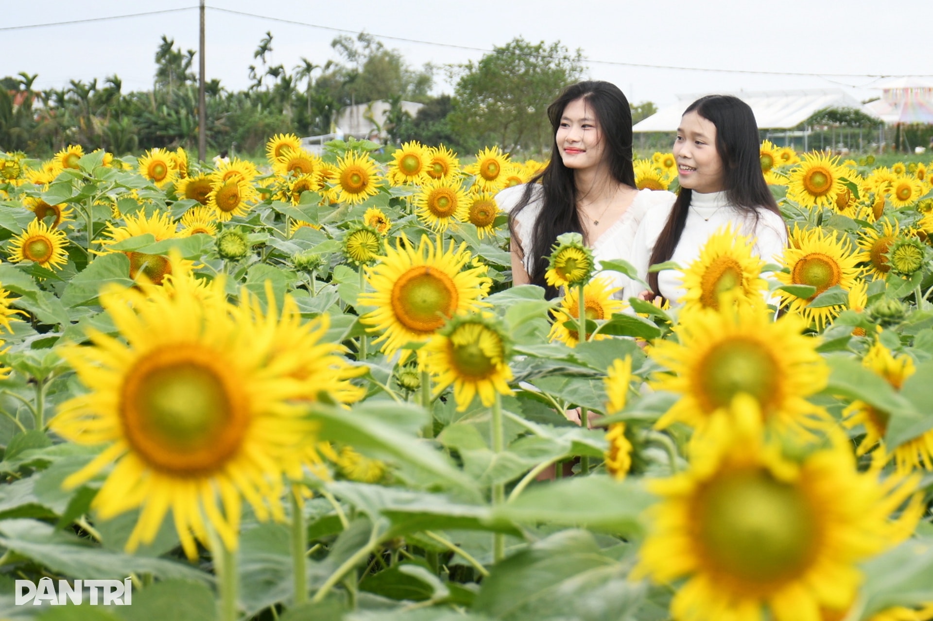 Hàng trăm bạn trẻ đọ sắc cùng vườn hoa hướng dương đầu tiên ở Quảng Ngãi - 5