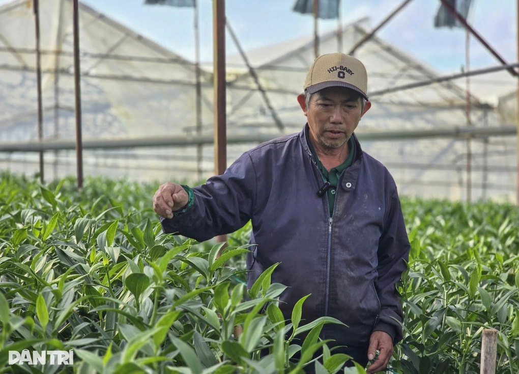 Đầu tư 800 triệu đồng trồng hoa ly, nông dân hồi hộp từng ngày chờ Tết - 2