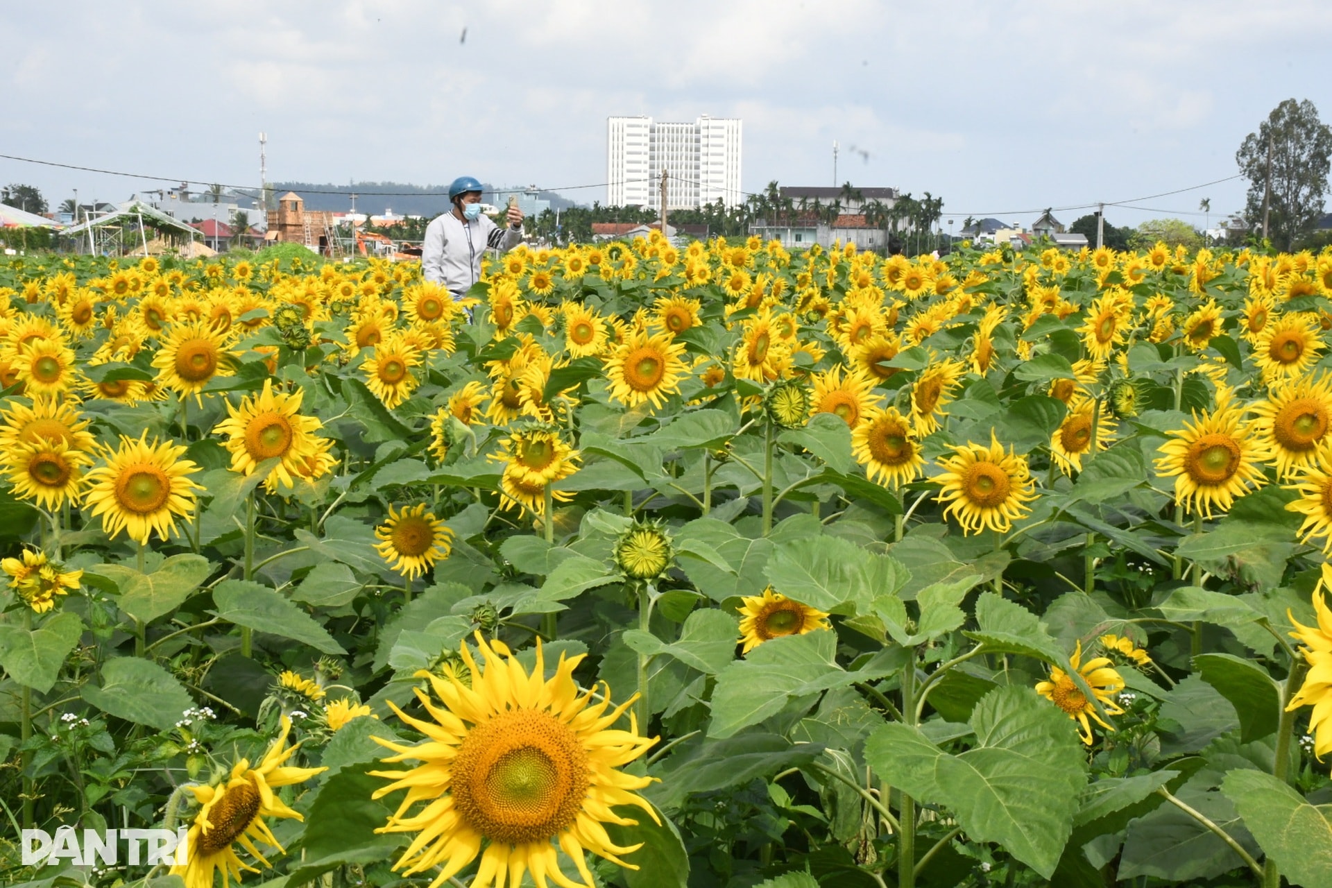 Hàng trăm bạn trẻ đọ sắc cùng vườn hoa hướng dương đầu tiên ở Quảng Ngãi - 3