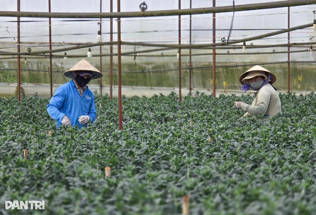 Đầu tư 800 triệu đồng trồng hoa ly, nông dân hồi hộp từng ngày chờ Tết - 1