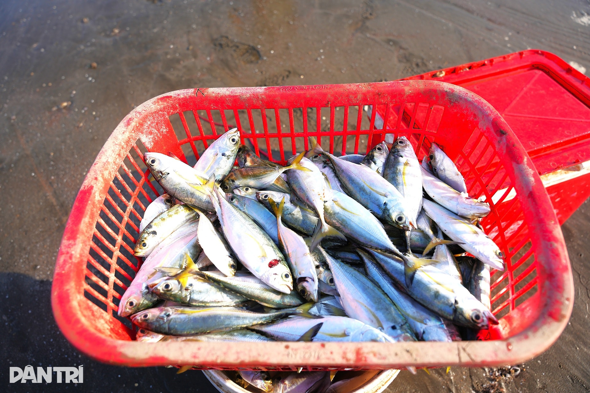 Vươn khơi vài giờ, ngư dân thu tiền triệu sắm Tết - 4 Vươn khơi vài giờ, ngư dân thu tiền triệu sắm Tết - 4