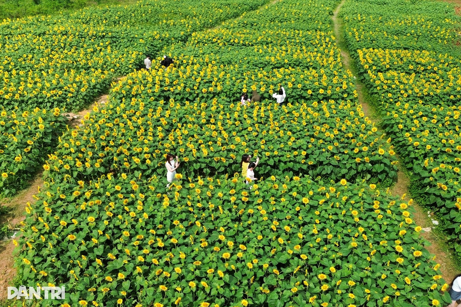 Hàng trăm bạn trẻ đọ sắc cùng vườn hoa hướng dương đầu tiên ở Quảng Ngãi - 1