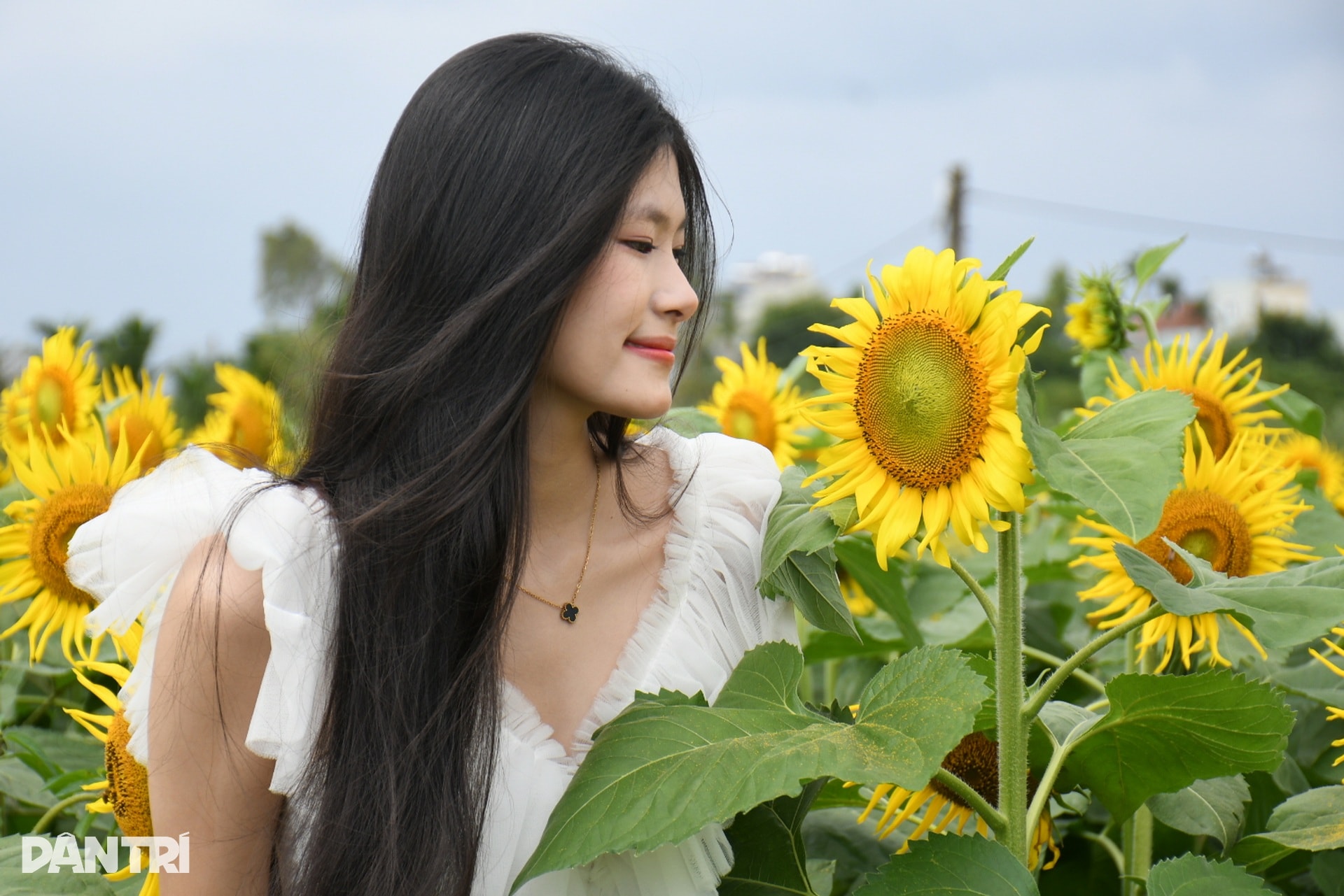Hàng trăm bạn trẻ đọ sắc cùng vườn hoa hướng dương đầu tiên ở Quảng Ngãi - 2