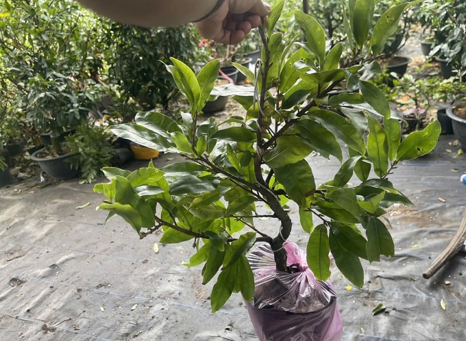 Cây mai mini tại vườn nhà ông Quang Anh, Bến Tre cũ. Ảnh: Quang Anh