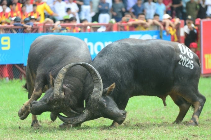 Chọi trâu Đồ Sơn là di sản văn hóa phi vật thể quốc gia. Ảnh: Lê Tân