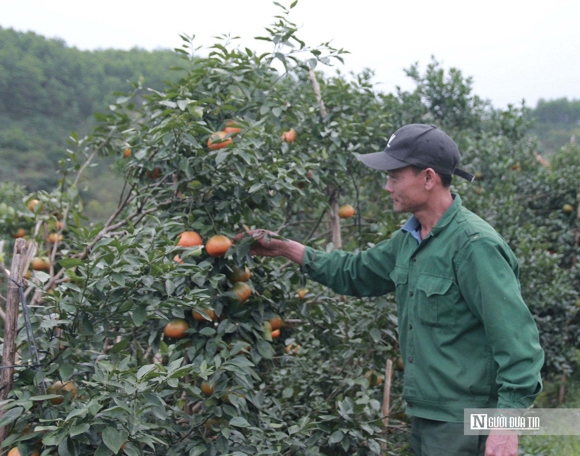 “Thủ phủ” cam Hà Tĩnh được mùa, tất bật thu hoạch sẵn sàng phục vụ Tết nguyên đán - Ảnh 1.