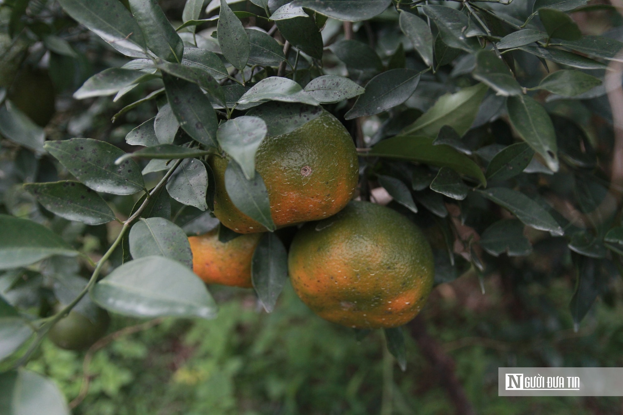“Thủ phủ” cam Hà Tĩnh được mùa, tất bật thu hoạch sẵn sàng phục vụ Tết nguyên đán - Ảnh 2.
