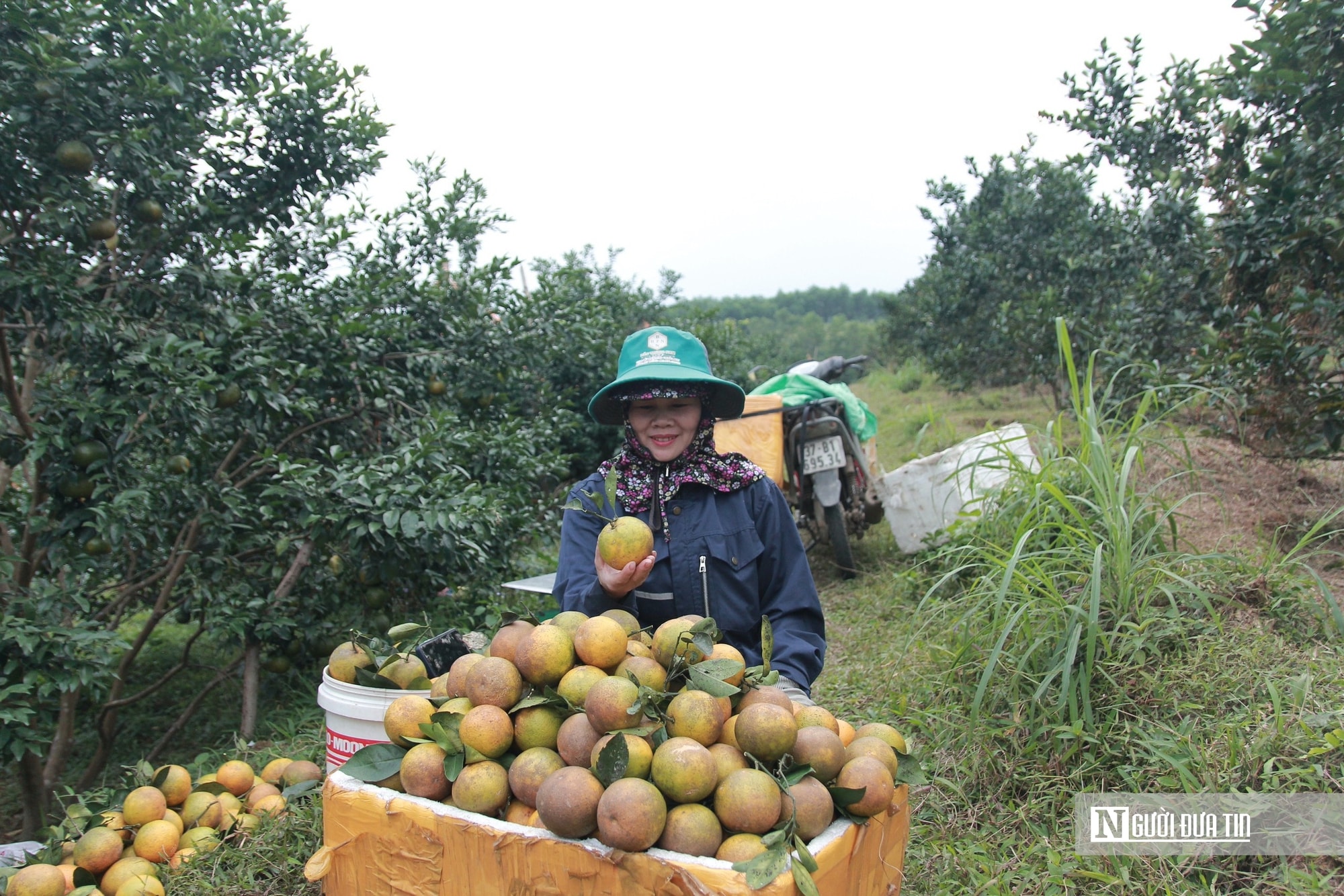 “Thủ phủ” cam Hà Tĩnh được mùa, tất bật thu hoạch sẵn sàng phục vụ Tết nguyên đán - Ảnh 4.