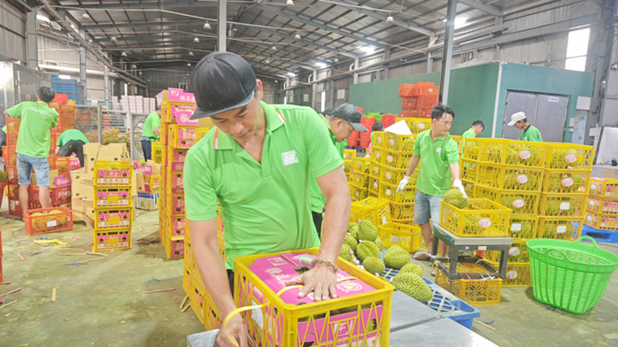 Việt Nam sắp dẫn đầu về xuất khẩu sầu riêng - Ảnh 1.