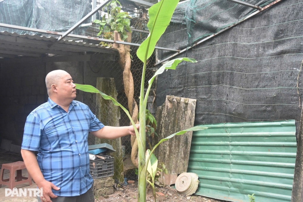Người đàn ông trồng giống chuối ra quả độc lạ khiến cả xóm tò mò - 2