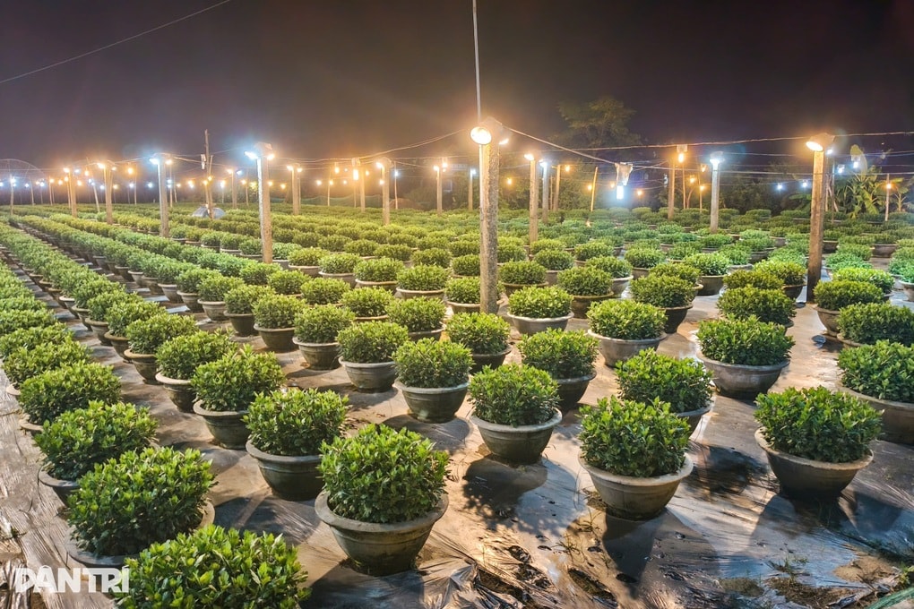 Nông dân bắt hoa “ăn điện chờ Tết - 2 Nông dân bắt hoa “ăn điện chờ Tết - 2