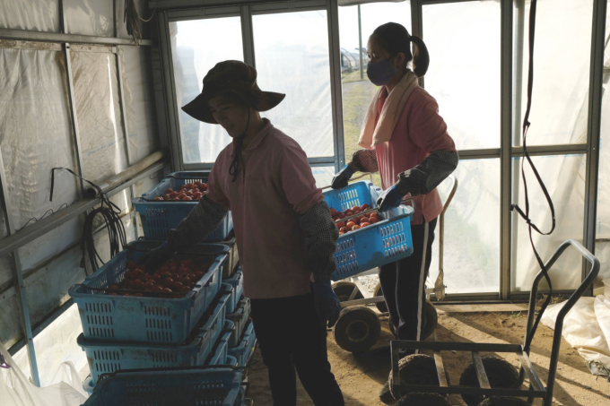 Lao động Việt ở nông trại cà chua ở Asahi, tỉnh Chiba, Nhật Bản. Ảnh: Japan Times