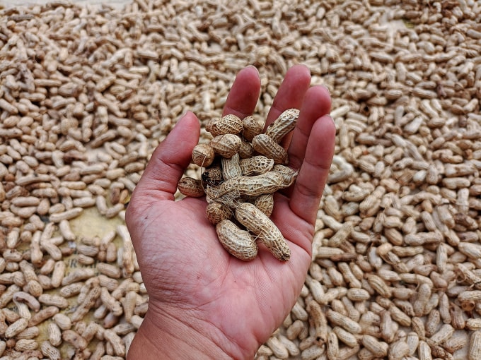 Các nghiên cứu chỉ ra ăn lạc có thể giúp cải thiện tâm trạng và kiểm soát bệnh tiểu đường type 2, song không nên lạm dụng. Ảnh: Vecteezy