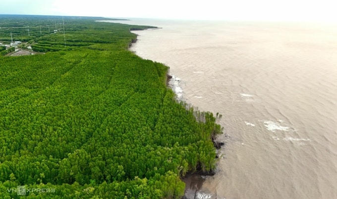 Sạt lở bờ biển thời gian qua ở Cà Mau đã làm mất nhiều diện tích rừng phòng hộ. Ảnh: Chúc Ly