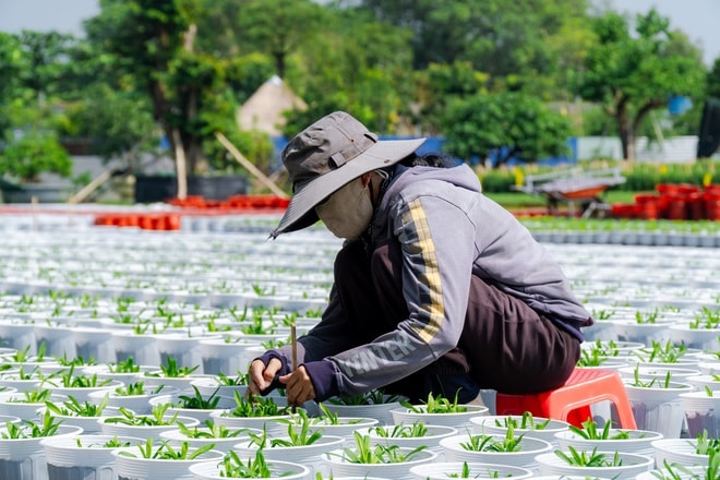 VIDEO: Nông dân làng hoa Thới An tất bật mùa Tết, khó định giá hoa xứng công - Ảnh 16.