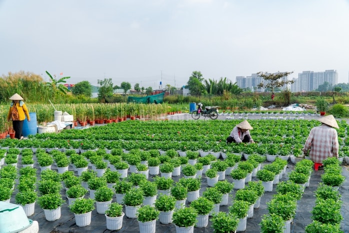 VIDEO: Nông dân làng hoa Thới An tất bật mùa Tết, khó định giá hoa xứng công - Ảnh 1.
