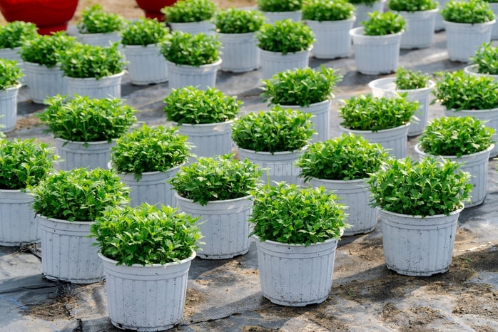 VIDEO: Nông dân làng hoa Thới An tất bật mùa Tết, khó định giá hoa xứng công - Ảnh 2.