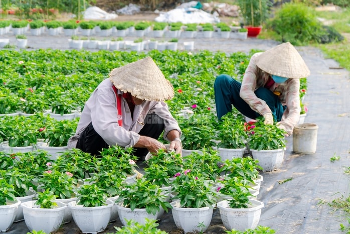 VIDEO: Nông dân làng hoa Thới An tất bật mùa Tết, khó định giá hoa xứng công - Ảnh 5.