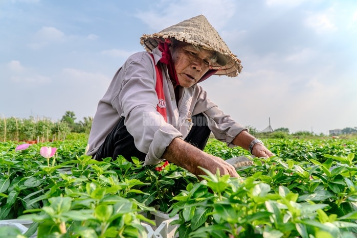 VIDEO: Nông dân làng hoa Thới An tất bật mùa Tết, khó định giá hoa xứng công - Ảnh 6.