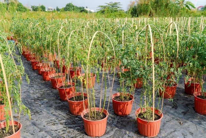 VIDEO: Nông dân làng hoa Thới An tất bật mùa Tết, khó định giá hoa xứng công - Ảnh 7.