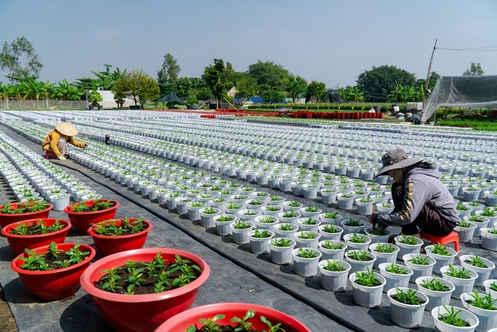 VIDEO: Nông dân làng hoa Thới An tất bật mùa Tết, khó định giá hoa xứng công - Ảnh 14.