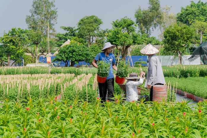 VIDEO: Nông dân làng hoa Thới An tất bật mùa Tết, khó định giá hoa xứng công - Ảnh 15.