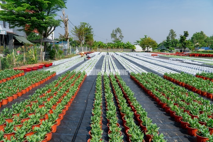 VIDEO: Nông dân làng hoa Thới An tất bật mùa Tết, khó định giá hoa xứng công - Ảnh 18.