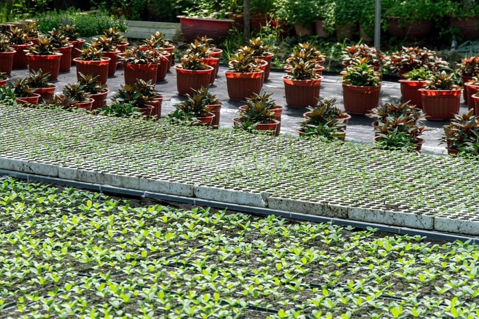 VIDEO: Nông dân làng hoa Thới An tất bật mùa Tết, khó định giá hoa xứng công - Ảnh 22.