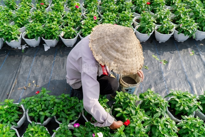 VIDEO: Nông dân làng hoa Thới An tất bật mùa Tết, khó định giá hoa xứng công - Ảnh 11.