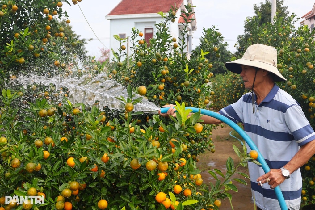 Thủ phủ quất cảnh Hội An tất bật vào vụ làm ăn lớn nhất năm - 2