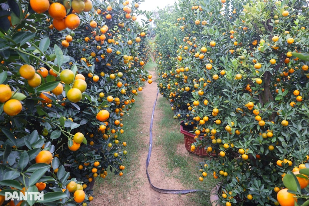 Thủ phủ quất cảnh Hội An tất bật vào vụ làm ăn lớn nhất năm - 1