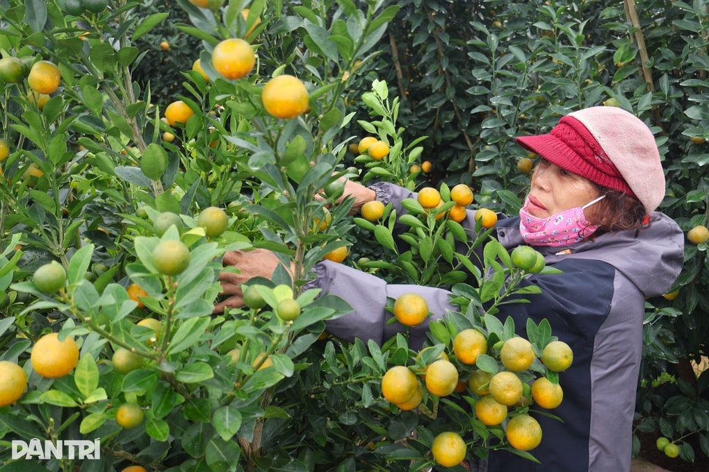 Thủ phủ quất cảnh Hội An tất bật vào vụ làm ăn lớn nhất năm - 3