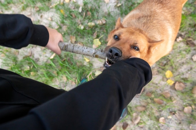 Nhiều người bị chó, mèo tấn công làm gián đoạn kế hoạch làm việc, sinh hoạt. Ảnh minh họa: Vecteezy