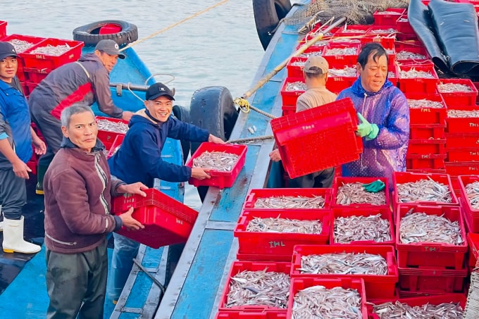 Ngư dân vận chuyển cá cơm lên bờ bán cho thương lái. Ảnh: Hùng Lê