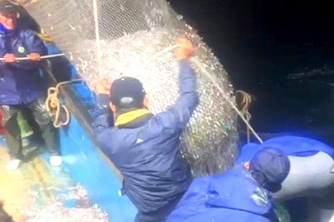 Các ngư dân trong nhóm của ông Lưu kéo một mẻ cá cơm lên thuyền, rạng sáng 9/1. Ảnh: Hùng Lê