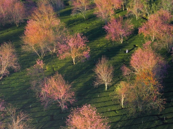 Hoa Mai Anh Đào đang nở ở khu vực Cầu Đất, Đà Lạt. Ảnh: Cao Kỳ Nhân