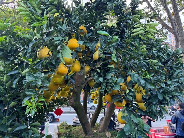 Đã mắt với cặp bưởi diễn gần 400 trái - Ảnh 1.