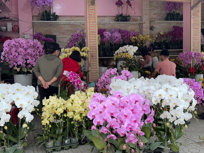 Hoa kiểng Tết bắt đầu đổ về TP HCM, giá bán giảm mạnh- Ảnh 4. Hoa kiểng Tết bắt đầu đổ về TP HCM, giá bán giảm mạnh- Ảnh 4.