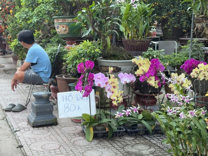 Hoa kiểng Tết bắt đầu đổ về TP HCM, giá bán giảm mạnh- Ảnh 5. Hoa kiểng Tết bắt đầu đổ về TP HCM, giá bán giảm mạnh- Ảnh 5.
