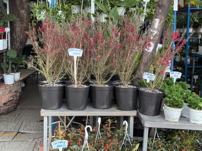 Hoa kiểng Tết bắt đầu đổ về TP HCM, giá bán giảm mạnh- Ảnh 1. Hoa kiểng Tết bắt đầu đổ về TP HCM, giá bán giảm mạnh- Ảnh 1.