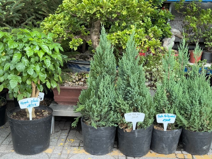 Hoa kiểng Tết bắt đầu đổ về TP HCM, giá bán giảm mạnh- Ảnh 2. Hoa kiểng Tết bắt đầu đổ về TP HCM, giá bán giảm mạnh- Ảnh 2.