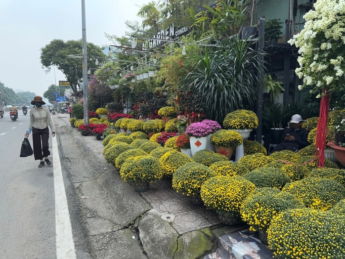Hoa kiểng Tết bắt đầu đổ về TP HCM, giá bán giảm mạnh- Ảnh 7. Hoa kiểng Tết bắt đầu đổ về TP HCM, giá bán giảm mạnh- Ảnh 7.