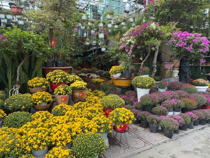 Hoa kiểng Tết bắt đầu đổ về TP HCM, giá bán giảm mạnh- Ảnh 6. Hoa kiểng Tết bắt đầu đổ về TP HCM, giá bán giảm mạnh- Ảnh 6.