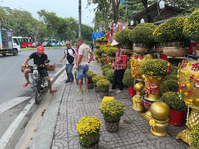 Hoa kiểng Tết bắt đầu đổ về TP HCM, giá bán giảm mạnh- Ảnh 8. Hoa kiểng Tết bắt đầu đổ về TP HCM, giá bán giảm mạnh- Ảnh 8.
