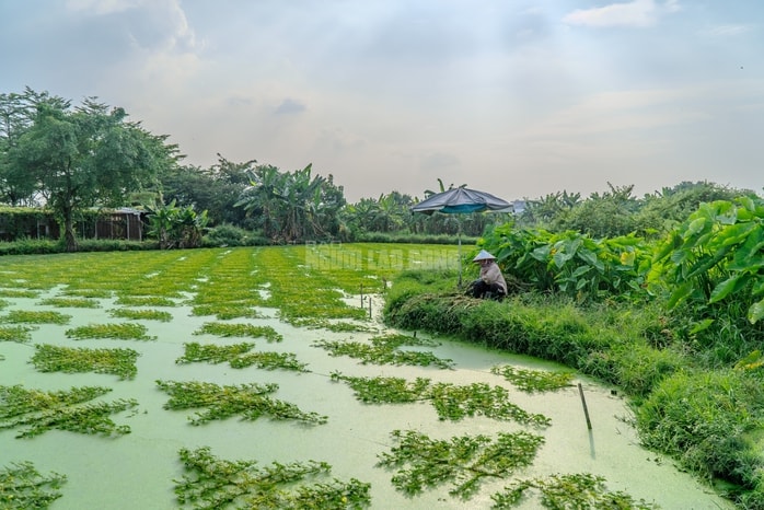 VIDEO: Nghề lội nước hái rau nhút thu nhập tiền triệu mỗi ngày - Ảnh 1.